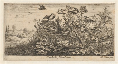 Carduëlis, Chardonnet (The Goldfinch): Livre d'Oyseaux (Book of Birds), 1655-1660.