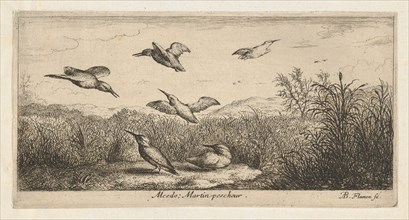 Alcedo, Martin-pescheur (The Kingfisher): Livre d'Oyseaux (Book of Birds), 1655-1660.