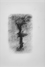 Étude d'un Arbre (Study of a Tree), 19th century.