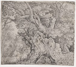 Gnarled Tree, ca. 1608-09.