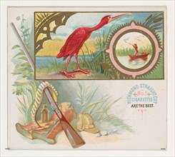 Scarlet Ibis, from the Game Birds series (N40) for Allen & Ginter Cigarettes, 1888-90.