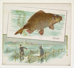 Carp, from Fish from American Waters series (N39) for Allen & Ginter Cigarettes, 1889.