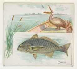 Chub, from Fish from American Waters series (N39) for Allen & Ginter Cigarettes, 1889.