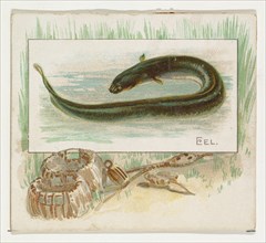 Eel, from Fish from American Waters series (N39) for Allen & Ginter Cigarettes, 1889.