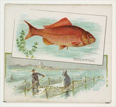 Goldfish, from Fish from American Waters series (N39) for Allen & Ginter Cigarettes, 1889.