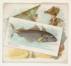 Haddock, from Fish from American Waters series (N39) for Allen & Ginter Cigarettes, 1889.
