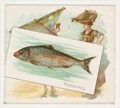 Herring, from Fish from American Waters series (N39) for Allen & Ginter Cigarettes, 1889.