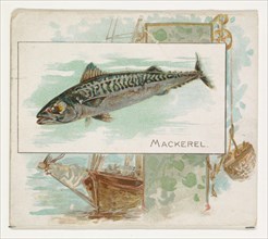 Mackerel, from Fish from American Waters series (N39) for Allen & Ginter Cigarettes, 1889.