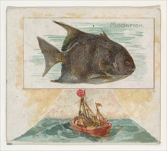 Moonfish, from Fish from American Waters series (N39) for Allen & Ginter Cigarettes, 1889.