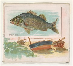 Perch, from Fish from American Waters series (N39) for Allen & Ginter Cigarettes, 1889.
