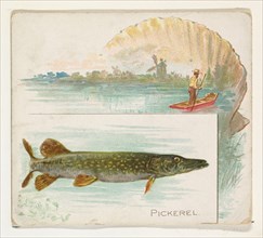 Pickerel, from Fish from American Waters series (N39) for Allen & Ginter Cigarettes, 1889.