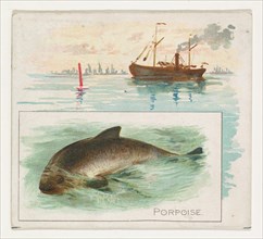 Porpoise, from Fish from American Waters series (N39) for Allen & Ginter Cigarettes, 1889.