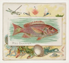 Red Snapper, from Fish from American Waters series (N39) for Allen & Ginter Cigarettes, 1889.