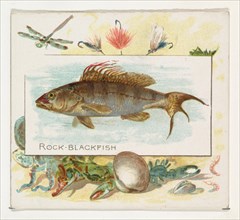Rock Blackfish, from Fish from American Waters series (N39) for Allen & Ginter Cigarettes, 1889.