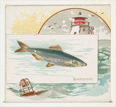 Sardine, from Fish from American Waters series (N39) for Allen & Ginter Cigarettes, 1889.