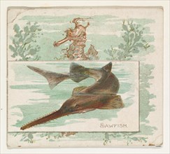 Sawfish, from Fish from American Waters series (N39) for Allen & Ginter Cigarettes, 1889.