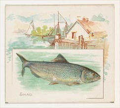 Shad, from Fish from American Waters series (N39) for Allen & Ginter Cigarettes, 1889.