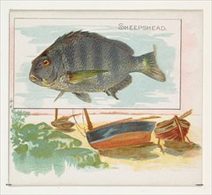 Sheepshead, from Fish from American Waters series (N39) for Allen & Ginter Cigarettes, 1889.