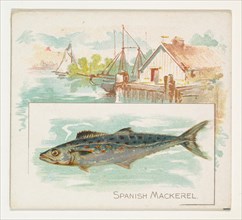 Spanish Mackerel, from Fish from American Waters series (N39) for Allen & Ginter Cigarettes, 1889.