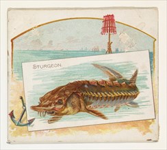 Sturgeon, from Fish from American Waters series (N39) for Allen & Ginter Cigarettes, 1889.