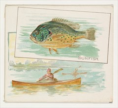 Sunfish, from Fish from American Waters series (N39) for Allen & Ginter Cigarettes, 1889.