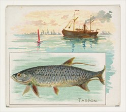 Tarpon, from Fish from American Waters series (N39) for Allen & Ginter Cigarettes, 1889.