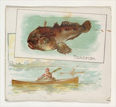 Toadfish, from Fish from American Waters series (N39) for Allen & Ginter Cigarettes, 1889.