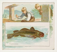 Tomcod, from Fish from American Waters series (N39) for Allen & Ginter Cigarettes, 1889.