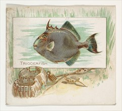 Triggerfish, from Fish from American Waters series (N39) for Allen & Ginter Cigarettes, 1889.