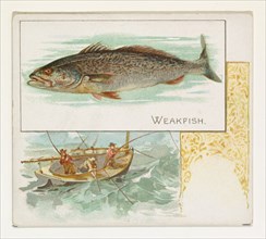 Weakfish, from Fish from American Waters series (N39) for Allen & Ginter Cigarettes, 1889.