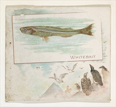 Whitebait, from Fish from American Waters series (N39) for Allen & Ginter Cigarettes, 1889.