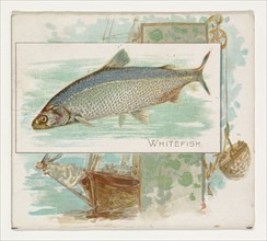 Whitefish, from Fish from American Waters series (N39) for Allen & Ginter Cigarettes, 1889.