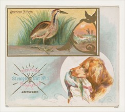 American Bittern, from the Game Birds series (N40) for Allen & Ginter Cigarettes, 1888-90.