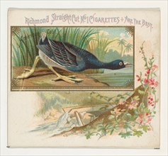 American Coot, from the Game Birds series (N40) for Allen & Ginter Cigarettes, 1888-90.