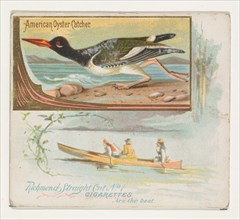 American Oyster Catcher, from the Game Birds series (N40) for Allen & Ginter Cigarettes, 1888-90.