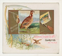 American Partridge, from the Game Birds series (N40) for Allen & Ginter Cigarettes, 1888-90.