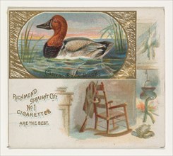 Canvas-Back Duck, from the Game Birds series (N40) for Allen & Ginter Cigarettes, 1888-90.