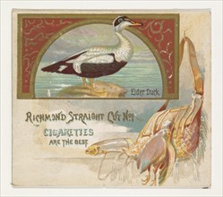 Eider Duck, from the Game Birds series (N40) for Allen & Ginter Cigarettes, 1888-90.
