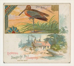 Great Marbled Godwit, from the Game Birds series (N40) for Allen & Ginter Cigarettes, 1888-90.