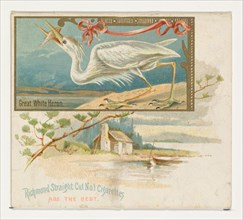 Great White Heron, from the Game Birds series (N40) for Allen & Ginter Cigarettes, 1888-90.