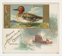 Green-winged Teal, from the Game Birds series (N40) for Allen & Ginter Cigarettes, 1888-90.