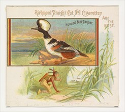 Hooded Merganser, from the Game Birds series (N40) for Allen & Ginter Cigarettes, 1888-90.