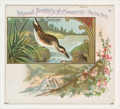 Little Sandpiper, from the Game Birds series (N40) for Allen & Ginter Cigarettes, 1888-90.