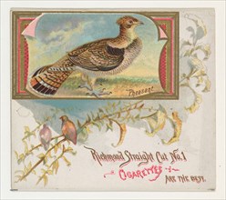 Pheasant, from the Game Birds series (N40) for Allen & Ginter Cigarettes, 1888-90.