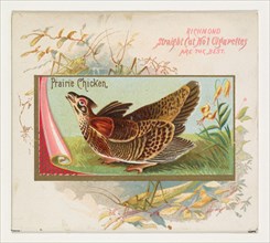 Prairie Chicken, from the Game Birds series (N40) for Allen & Ginter Cigarettes, 1888-90.