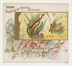 Rail, from the Game Birds series (N40) for Allen & Ginter Cigarettes, 1888-90.