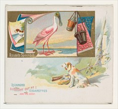 Roseate Spoonbill, from the Game Birds series (N40) for Allen & Ginter Cigarettes, 1888-90.