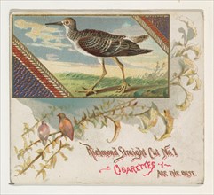 Yellow Shank Tatler, from the Game Birds series (N40) for Allen & Ginter Cigarettes, 1888-90.