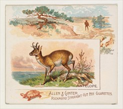 Antelope, from Quadrupeds series (N41) for Allen & Ginter Cigarettes, 1890.