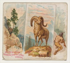 Bighorn, from Quadrupeds series (N41) for Allen & Ginter Cigarettes, 1890.